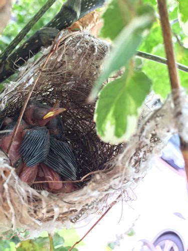 鳥在家裡築巢|野鳥庭前築巢 預示居家風水好兆頭 